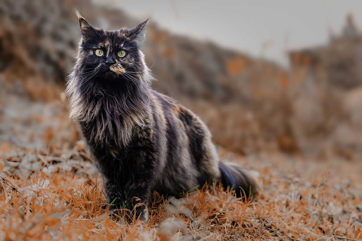 calcul de l’âge des chats en années humaines