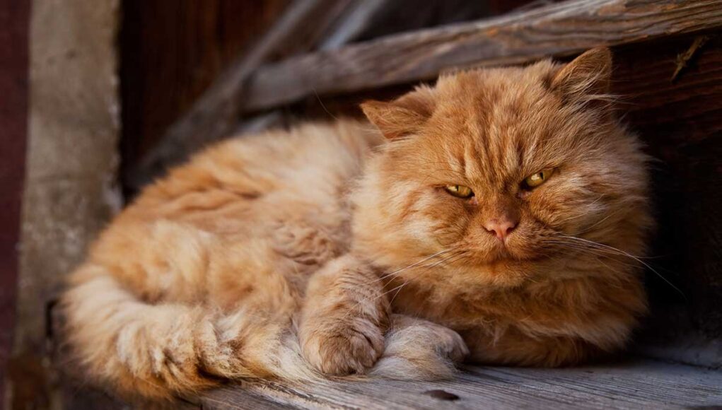 calcul de l’âge des chats en années humaines
