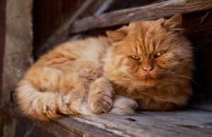 Quel âge a vraiment votre chat ? Découvrez le vrai calcul de l’âge des chats en années humaines calcul de l’âge des chats en années humaines