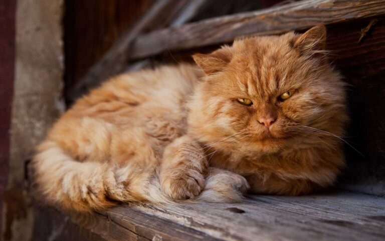 Quel âge a vraiment votre chat ? Découvrez le vrai calcul de l’âge des chats en années humaines