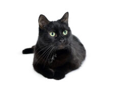 Le chat Bombay : la panthère noire domestique qui fait fondre les cœurs race de chat Bombay