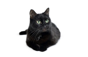 Le chat Bombay : la panthère noire domestique qui fait fondre les cœurs race de chat Bombay