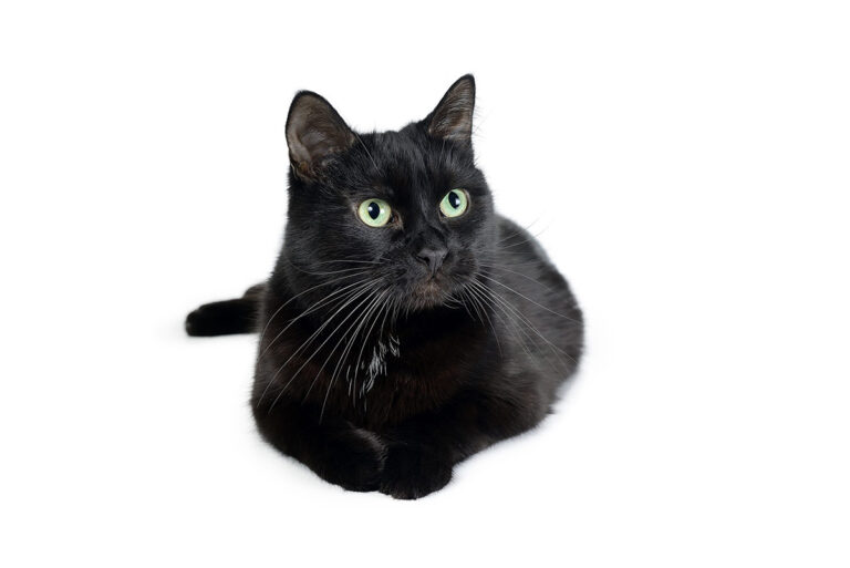 Le chat Bombay : la panthère noire domestique qui fait fondre les cœurs