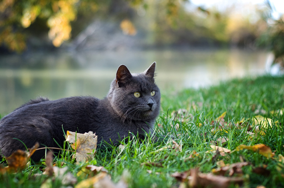 race de chat Chartreux