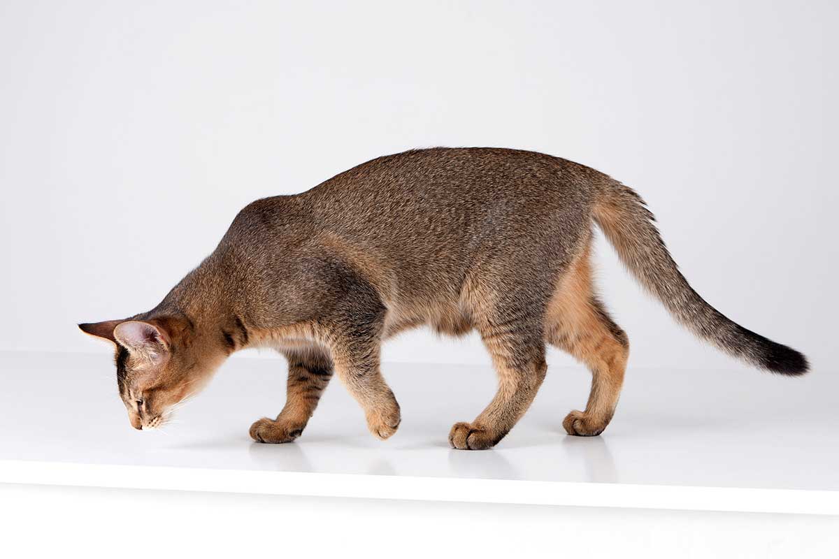 race de chat Abyssin