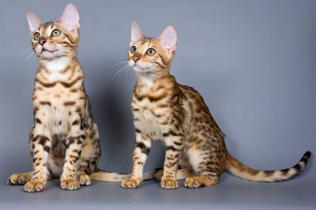 race de chat Bengal
