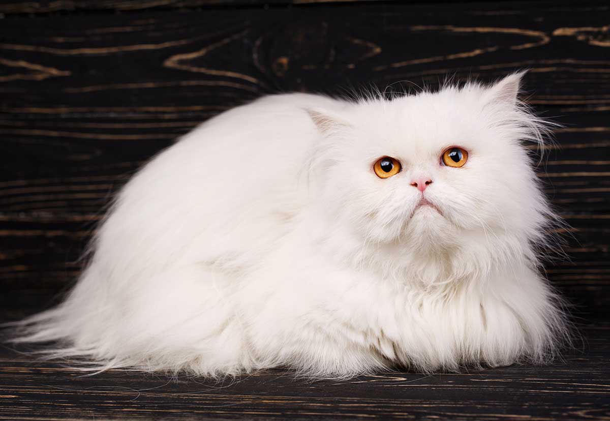 race de Chat Persan