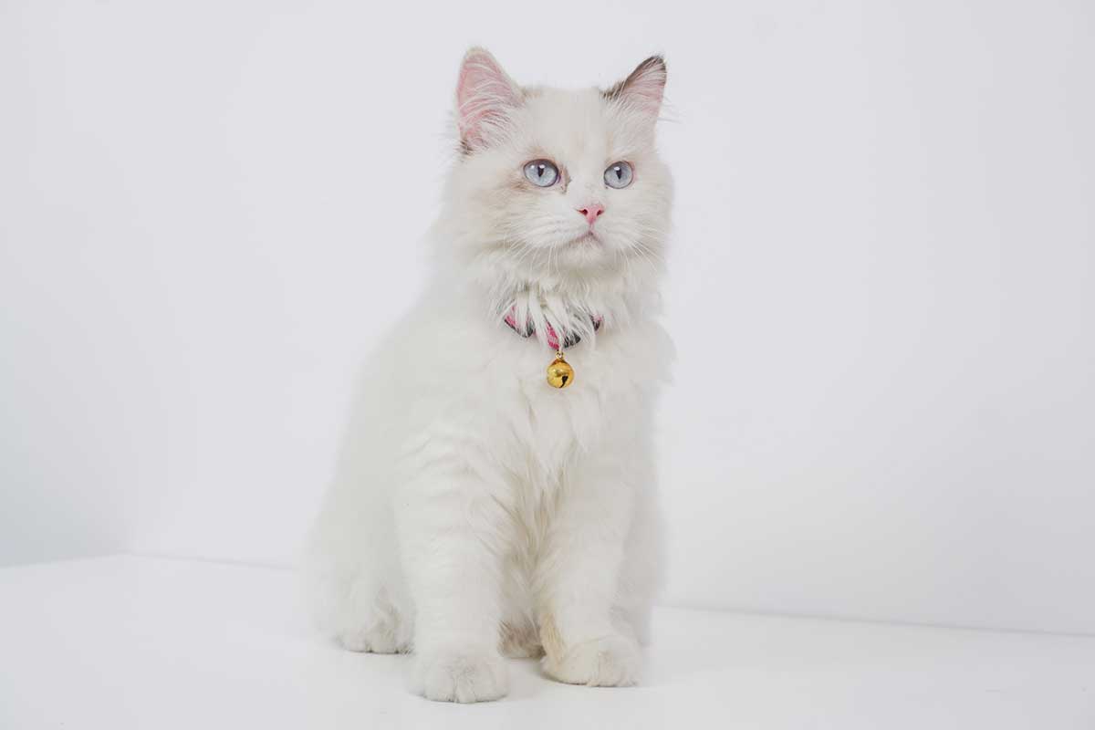 race de chat Ragdoll