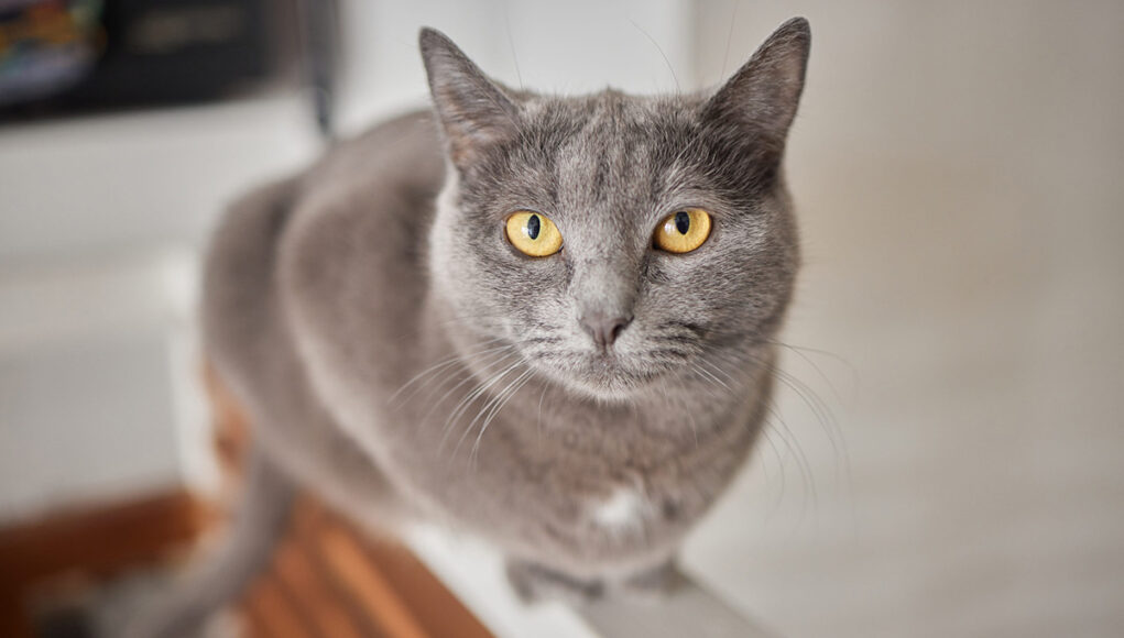 race-chat-chartreux race de chat Chartreux