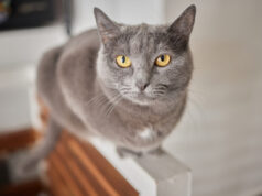 Le Chartreux : histoire, caractère et secrets d’un chat bleu-gris aussi doux qu’élégant race de chat Chartreux
