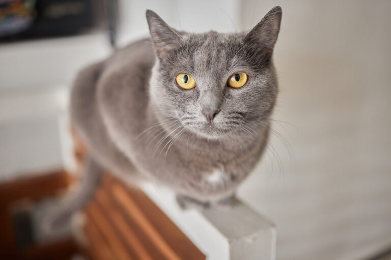 Le Chartreux : histoire, caractère et secrets d’un chat bleu-gris aussi doux qu’élégant