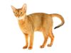 L’Abyssin : ce chat espiègle et élégant qui transformera votre quotidien race de chat Abyssin