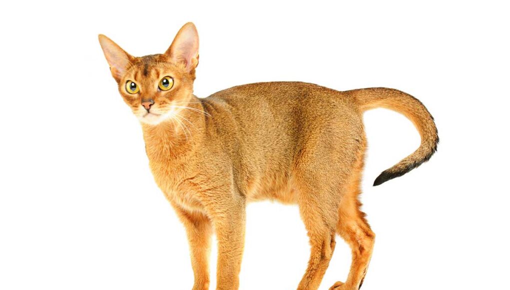 race-de-chat-abyssin race de chat Abyssin
