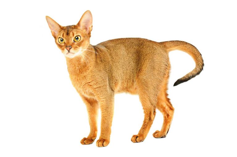 L’Abyssin : ce chat espiègle et élégant qui transformera votre quotidien