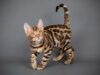 Le chat Bengal : Le félin sauvage et câlin qui révolutionne la maison race de chat Bengal
