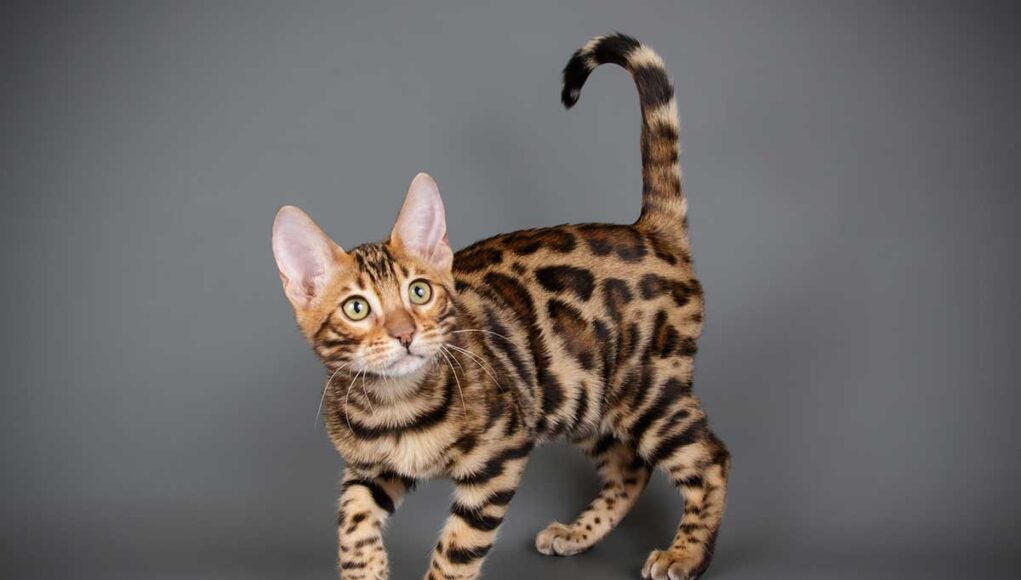 race de chat Bengal