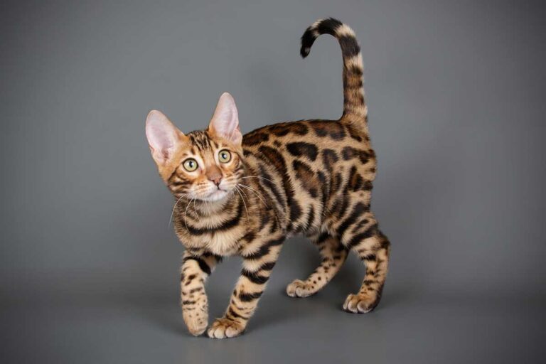 Le chat Bengal : Le félin sauvage et câlin qui révolutionne la maison