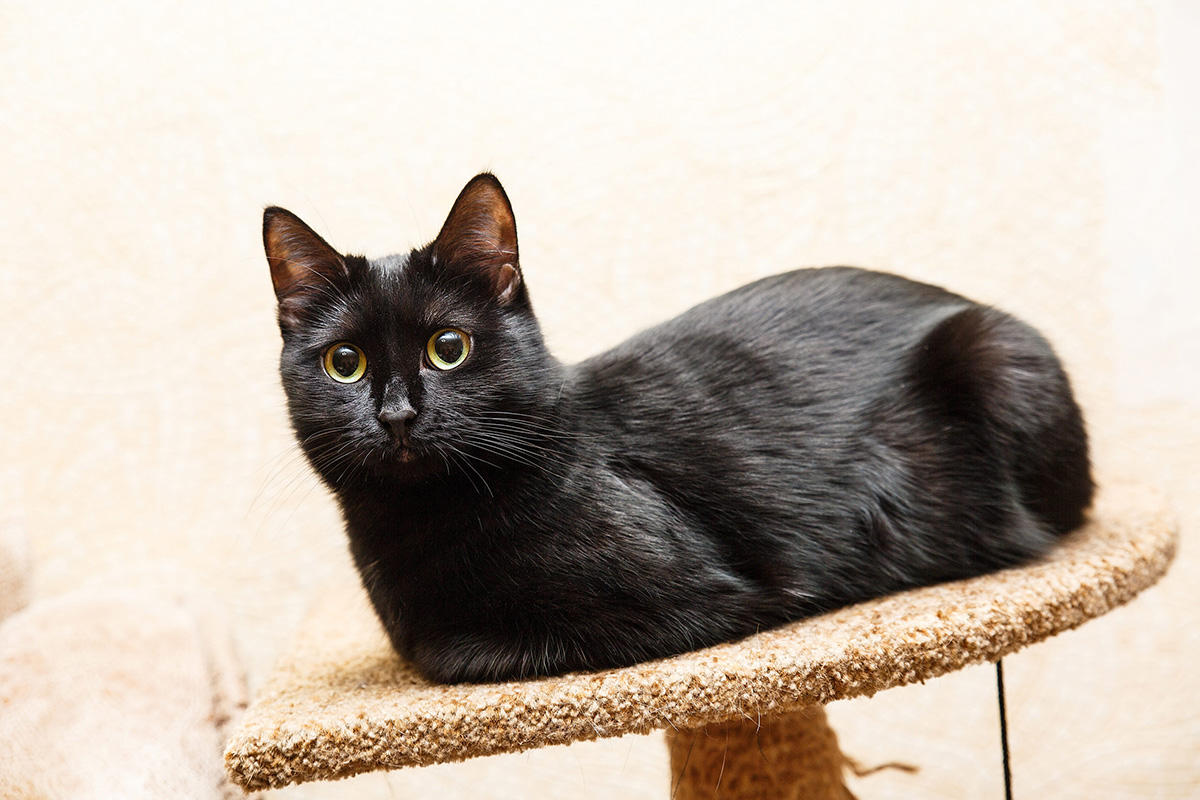 race de chat Bombay