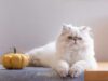 Chat Persan : guide complet pour une vie chat-moureuse avec ce seigneur du salon race de Chat Persan