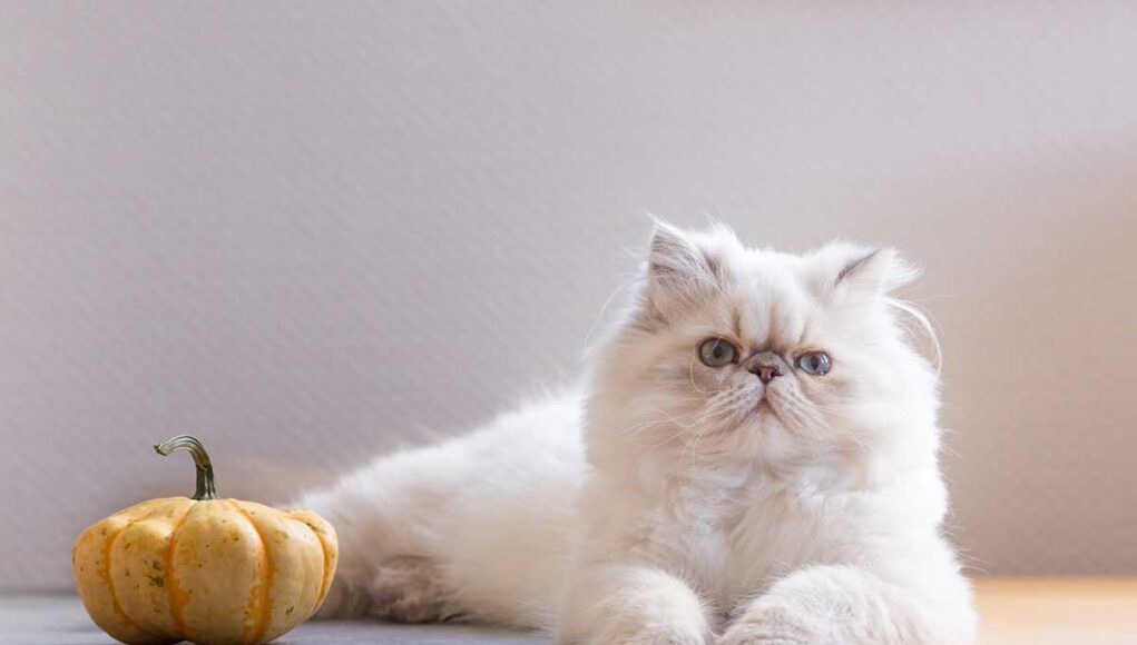 race de Chat Persan