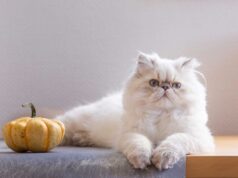 Chat Persan : guide complet pour une vie chat-moureuse avec ce seigneur du salon race de Chat Persan