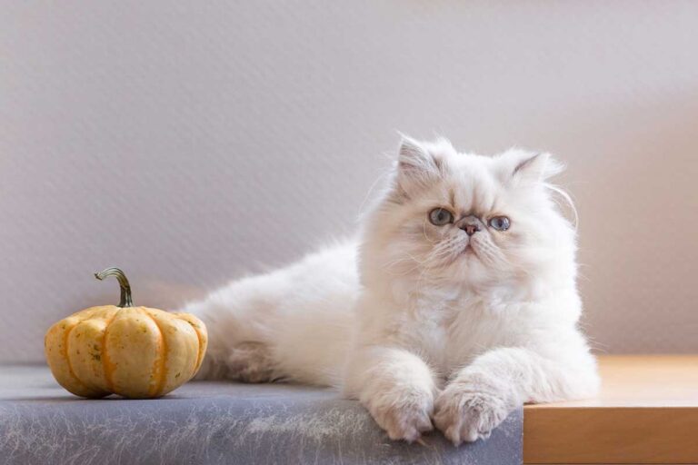 Chat Persan : guide complet pour une vie chat-moureuse avec ce seigneur du salon