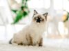 Le Ragdoll : tout savoir sur le chat « poupée de chiffon » au caractère en or race de chat Ragdoll