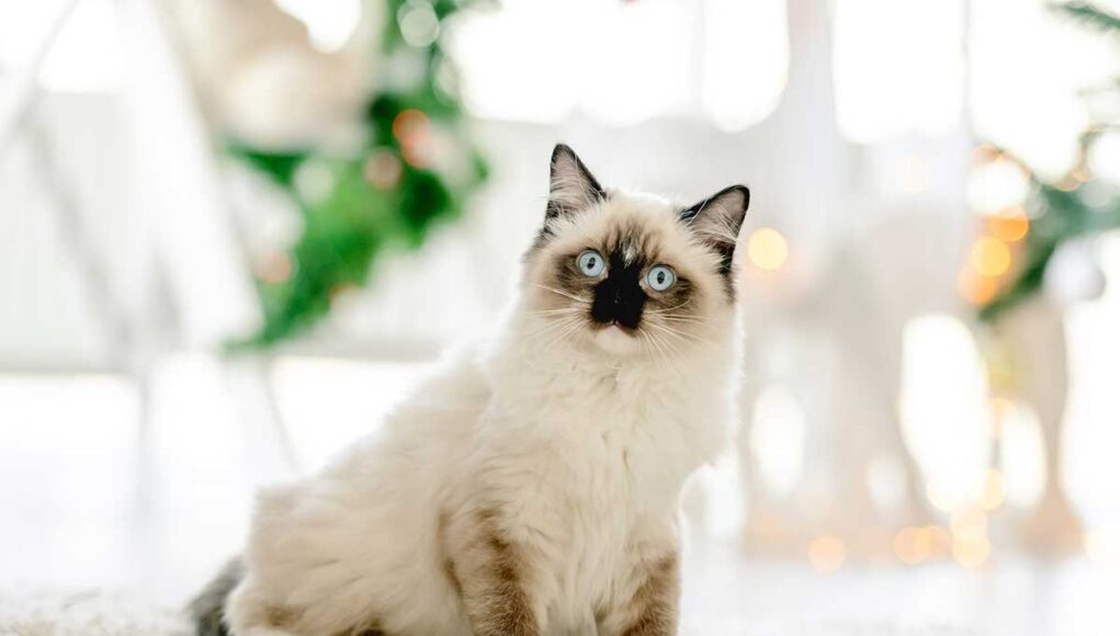 race de chat Ragdoll