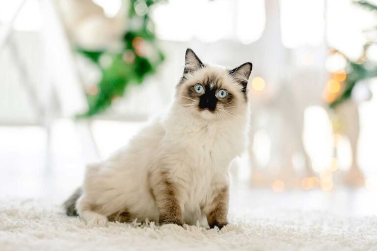 Le Ragdoll : tout savoir sur le chat « poupée de chiffon » au caractère en or