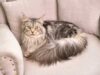 Le Maine Coon : le géant tendre et sociable, tout savoir sur cette star féline race de chat Maine Coon