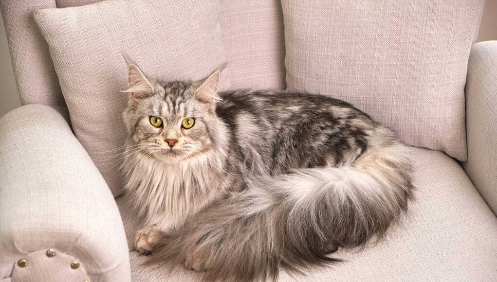 race de chat Maine Coon