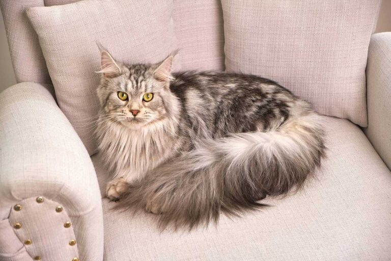 Le Maine Coon : le géant tendre et sociable, tout savoir sur cette star féline